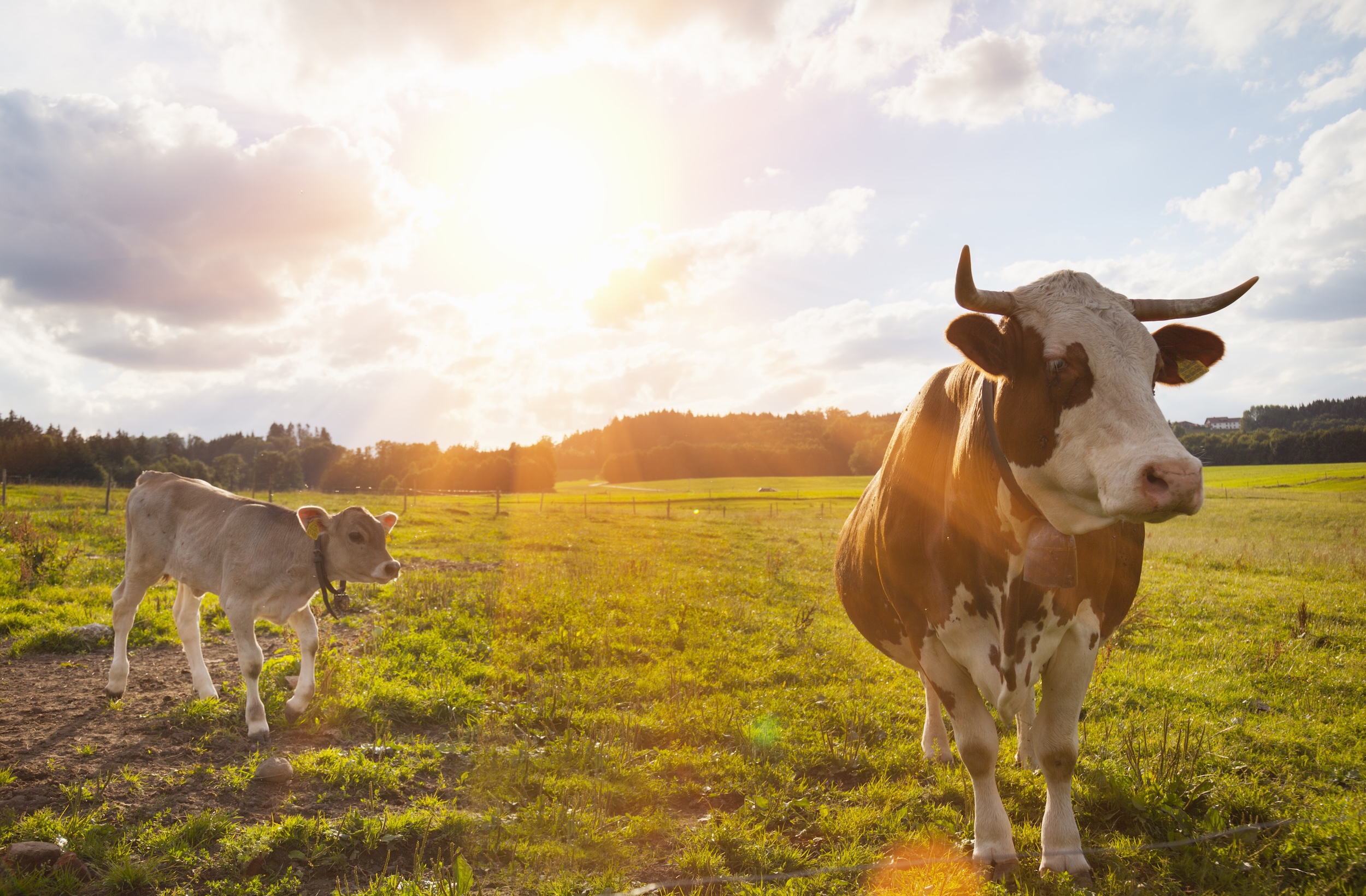 Borden dairy farm